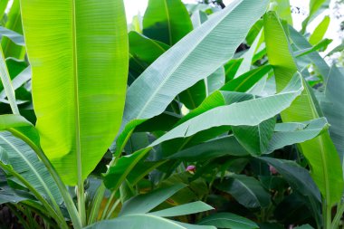 yeşil muz yaprakları