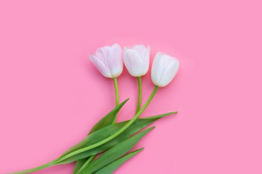 Pembe arka planda beyaz pembe laleler.