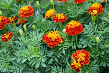 Bahçedeki kadife çiçeği