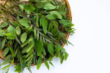 Siyam senna beyaz arkaplanda bırakır.