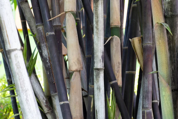 Phyllostachys Nigra Black Bamboo Garden — Stockfoto
