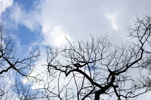 Dead Branches Tree Silhouette Blue Sky Cloud — 图库照片