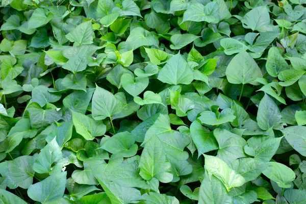 Green Leaves Sweet Potato Plant — 图库照片
