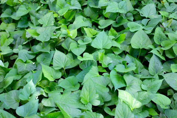 Green Leaves Sweet Potato Plant — Φωτογραφία Αρχείου