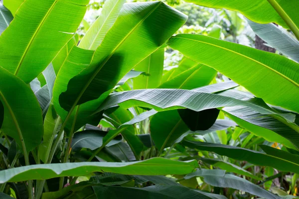 Green leaves of banana tree