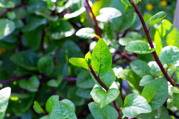 Ceylon Spinach Basella Rubra Linn — Stok fotoğraf