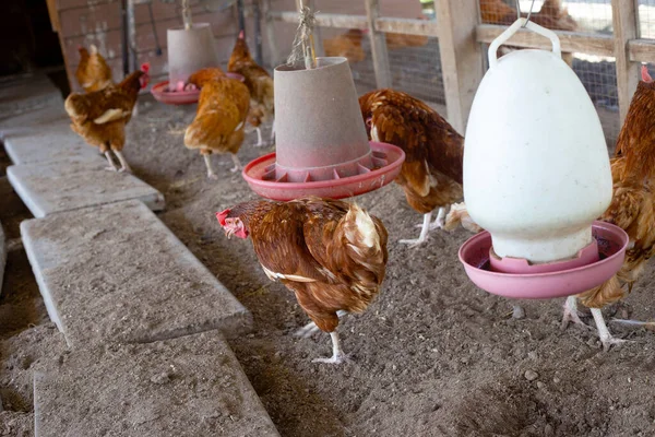Hens Chicken Farm Organic Poultry House — Photo
