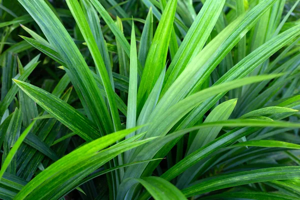 Green Pandan Leaves Garden — 图库照片