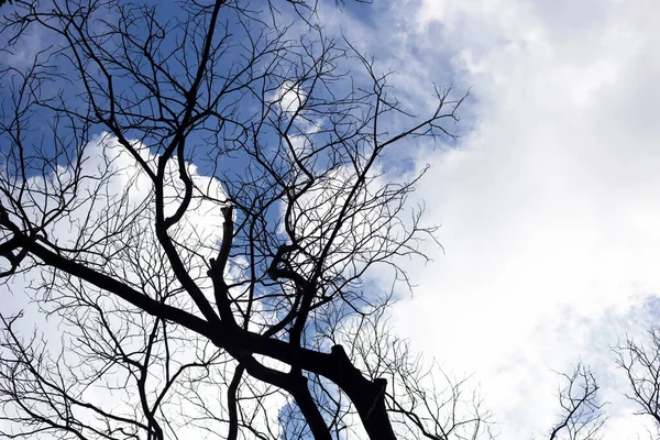 Dead Branches Tree Silhouette Blue Sky Cloud — Stockfoto