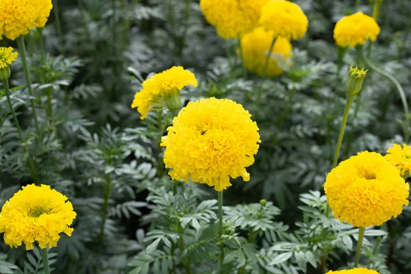 Fleur Souci Jaune Dans Jardin — Photo