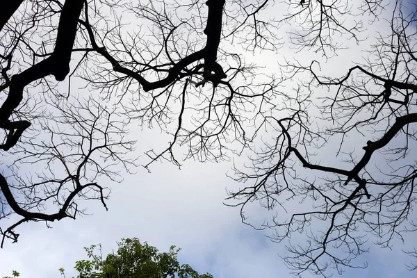 Dode Takken Silhouet Met Blauwe Lucht Wolk — Stockfoto