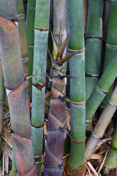 Bamboo plant in the garden