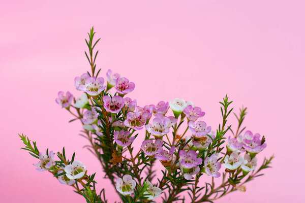 Pink white waxflower on pink background.