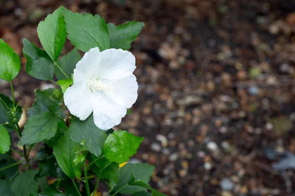 Blossom White Hibiscus Flower Tree — Stock Photo, Image