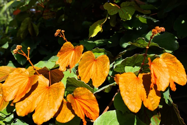 Bauhinia Aureifolia Bladgoud Bauhinia — Stockfoto