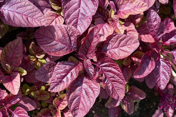 Piros Amaranth Zöldségföldeken — Stock Fotó