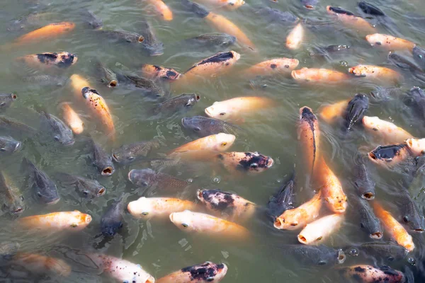 Tilapia Fish Pond — Stock Photo, Image