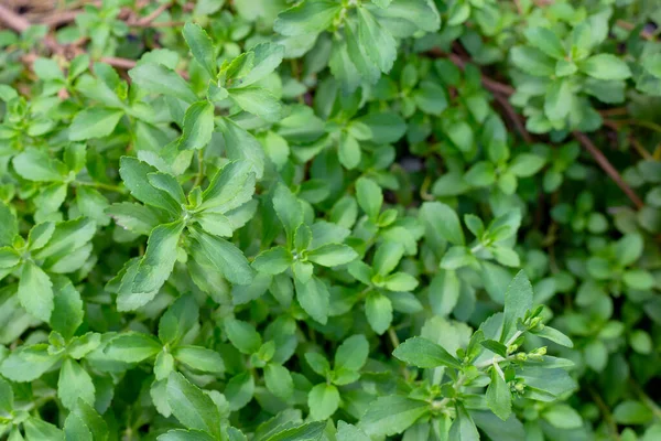 Fresh Green Leaves Stevia Plant — 스톡 사진