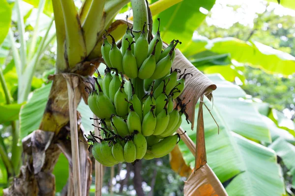 Grono Surowe Zielone Banany — Zdjęcie stockowe