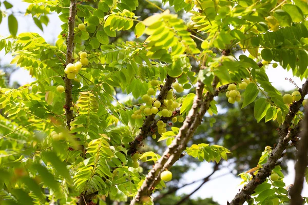 Star Gooseberry Tree Fruit — Fotografia de Stock