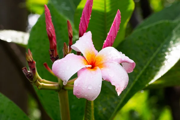 Fiore Plumeria Con Foglie Verdi — Foto Stock