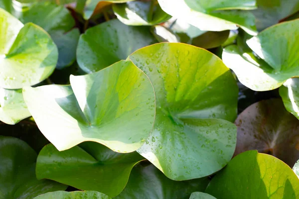 Lotus Leaves Water Lily Pond — Fotografia de Stock