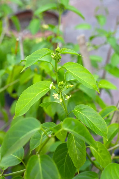 Gurmar Medicinal Plant Fresh Leaves Herb — Stock Photo, Image