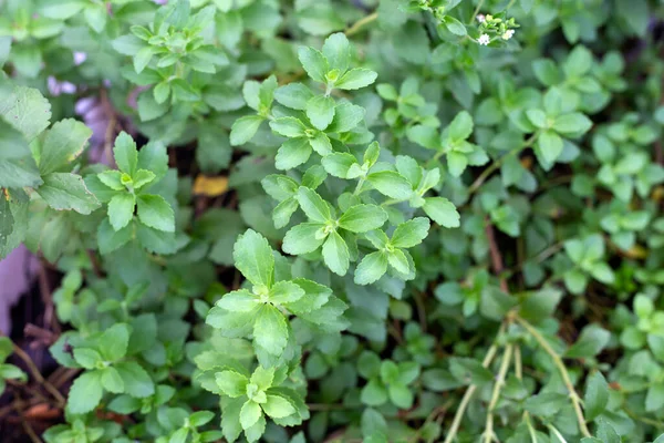 Fresh Green Leaves Stevia Plant — 스톡 사진