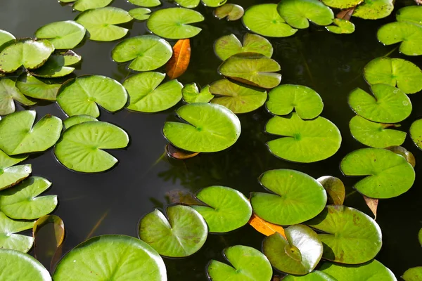 Lotus Leaves Water Lily Pond — 스톡 사진