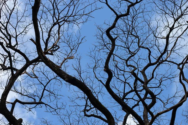 Dead Branches Tree Silhouette Blue Sky Cloud — Fotografia de Stock