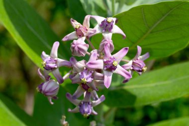 Taç çiçeği ya da dev Hint yosunu ya da dev kırlangıç otları.