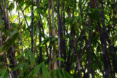 Phyllostachys nigra (Black Bamboo) in the garden