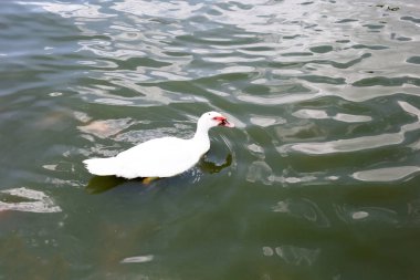 bir su birikintisi içinde yüzmeye beyaz ördek