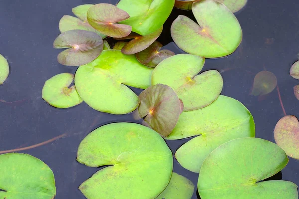 Nymphaea Lotus Water Lily Pot —  Fotos de Stock