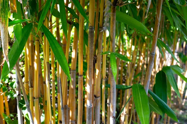 Yellow Bamboo Plant Garden — ストック写真