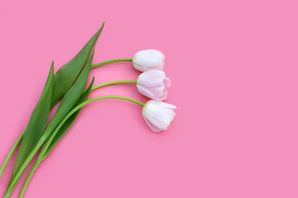 White pink tulips on pink background.