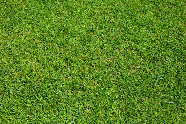 Fresh Lawn Grass Beautiful Green Garden — Stock fotografie