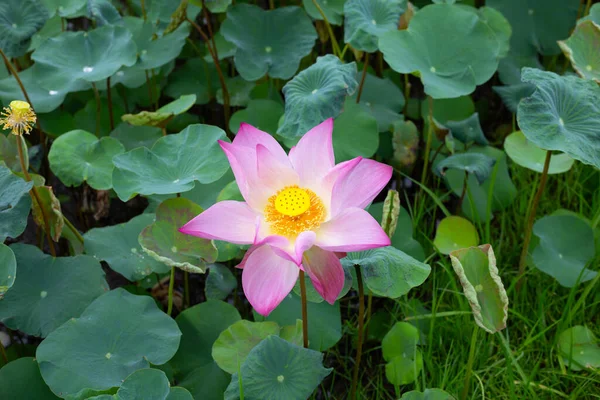 Beautiful Blooming Lotus Flower Leaves Waterlily Pond — Foto de Stock
