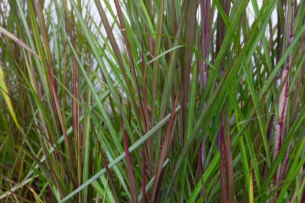 Sugar Cane Plant Green Leaves — Stockfoto