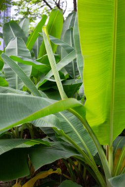 yeşil muz yaprakları