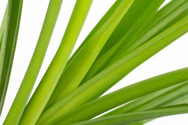 taze pandan beyaz zemin üzerine bırakır..