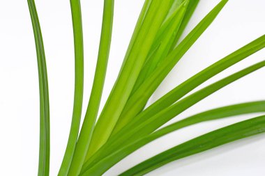 taze pandan beyaz zemin üzerine bırakır..