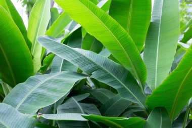 yeşil muz yaprakları