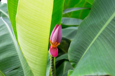 Pink blossom of banana tree
