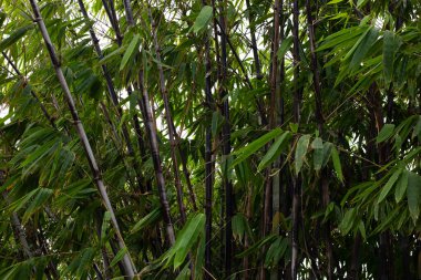 Phyllostachys nigra (Black Bamboo) in the garden