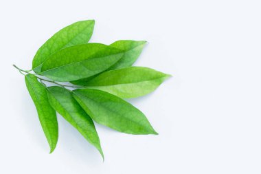 Fresh tiliacora triandra green leaves on white background.