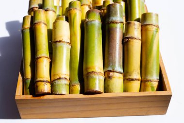 Şeker kamışını dikmek için kes