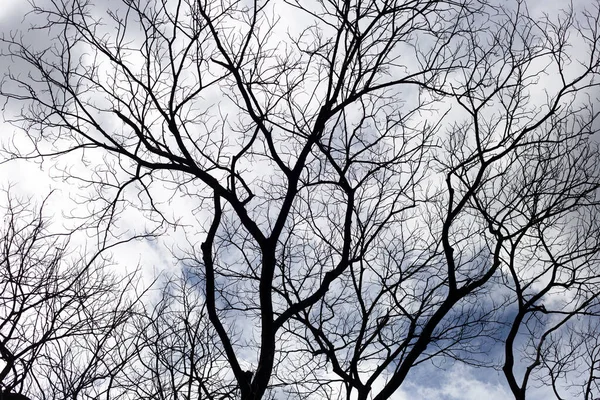 Dead Branches Tree Silhouette Blue Sky Cloud — Stockfoto