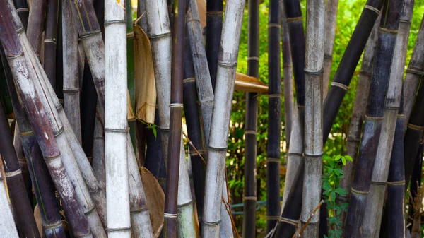 Black bamboo in the garden