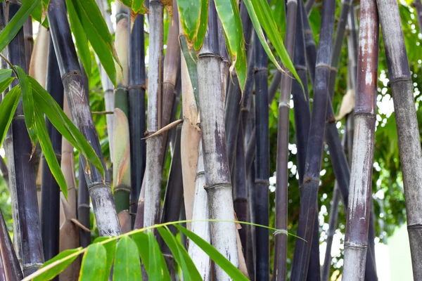 Phyllostachys Nigra Μαύρο Μπαμπού Στον Κήπο — Φωτογραφία Αρχείου